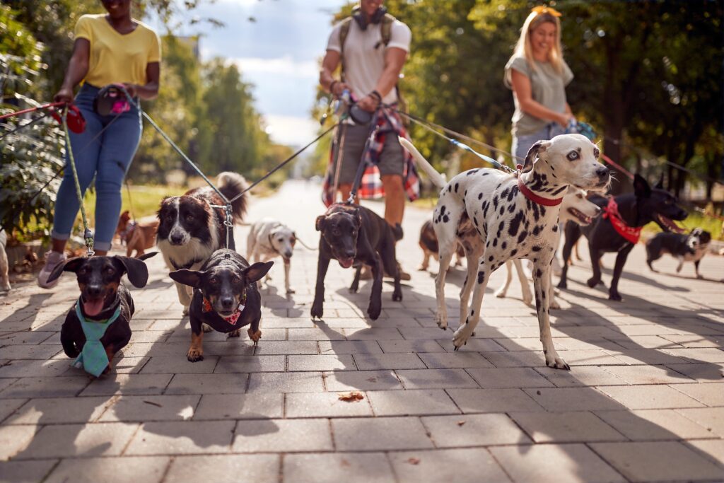 A diverse group of people walking a large, varied pack of leashed dogs down a brick-paved pathway in a sunny, tree-lined park. The foreground dogs include a black and tan dachshund wearing a teal and white striped bowtie, and a smaller terrier-type dog in a red and white patterned bowtie, followed by a Dalmatian with distinctive blue eyes and other breeds like a black dog with a red bandana and a Border Collie mix. The dogs move towards the camera on a tangle of leashes held by three people. The background features leafy trees and dappled sunlight on the ground.