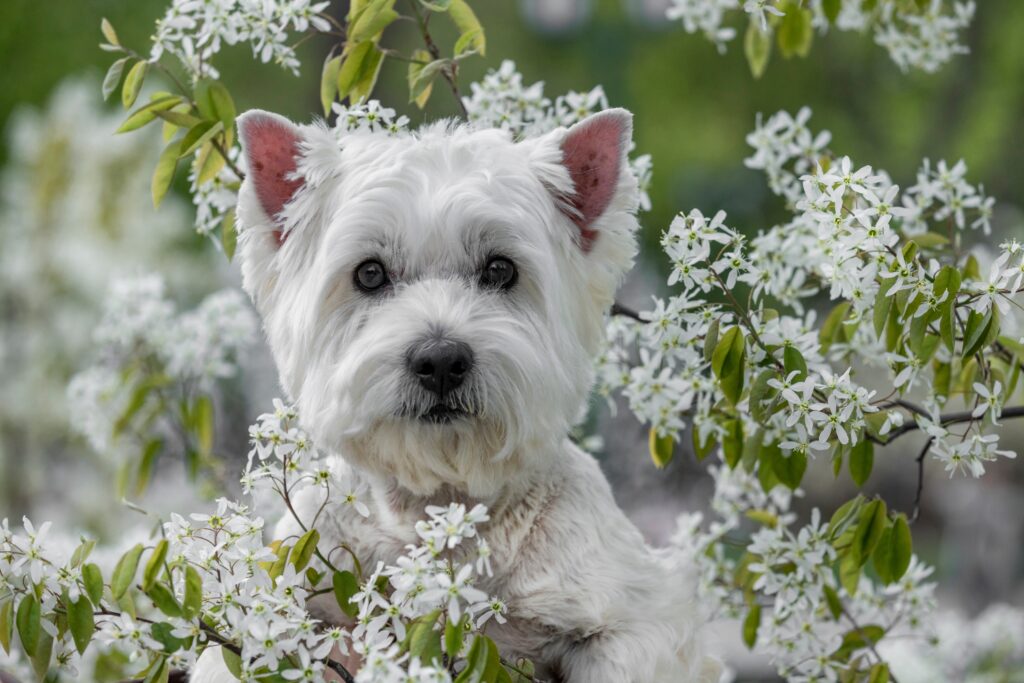 A detailed portrait of a white-coated West Highland White Terrier dog, framed by and peeking through white flowering branches with green leaves, against a blurred green forest background.