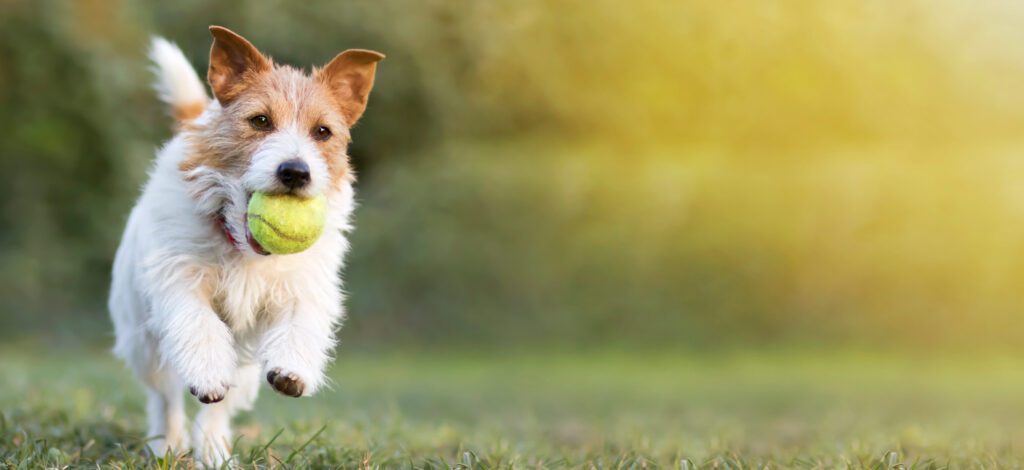 A vibrant outdoor photograph featuring a scruffy brown and white Jack Russell Terrier, caught in mid-air as it runs joyfully toward the camera. The small dog has a bright yellow tennis ball firmly in its mouth and is leaping on a green grassy field, with its ears pinned back. The background is a soft-focus (bokeh) mix of green foliage and a bright, warm golden light on the right side.