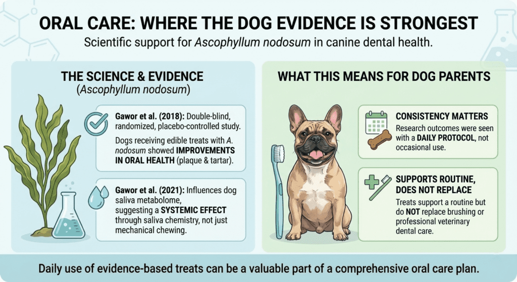An educational infographic titled "Oral Care: Where the Dog Evidence is Strongest," focusing on Ascophyllum nodosum. The left panel, "The Science & Evidence," illustrates kelp and a science beaker, citing Gawor et al. (2018) for improvements in plaque and tartar, and Gawor et al. (2021) for systemic effects via saliva chemistry. The right panel, "What This Means for Dog Parents," features a smiling French Bulldog next to a toothbrush, emphasizing that "Consistency Matters" (requires a daily protocol) and that treats "Support Routine, Does Not Replace" regular brushing or professional vet care.