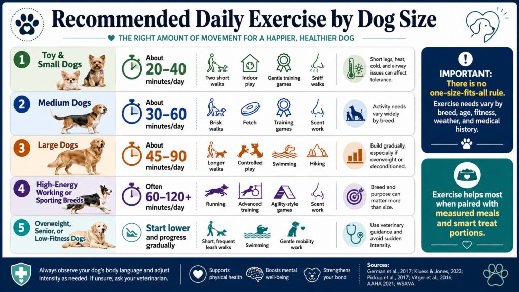 Infographic showing recommended daily exercise by dog size, including small, medium, large, high-energy, senior, and overweight dogs with safe activity tips.