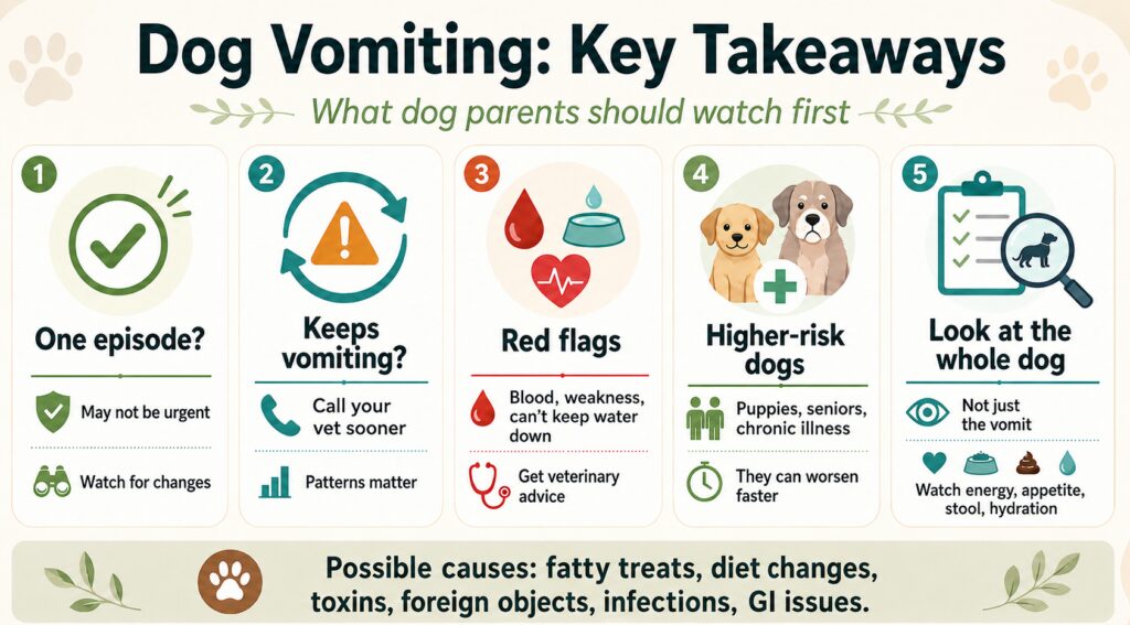Dog keeps vomiting key takeaways infographic showing warning signs dog parents should watch before calling a vet