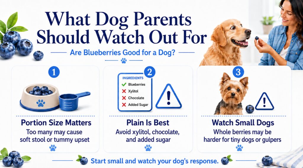 Infographic showing three blueberry safety tips for dogs: watch portion size, serve only plain blueberries, and use extra caution with small dogs or fast gulpers.