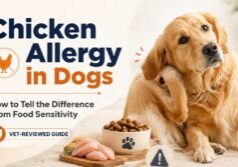 Chicken allergy in dogs guide showing a scratching dog, chicken ingredient warning, and food sensitivity comparison