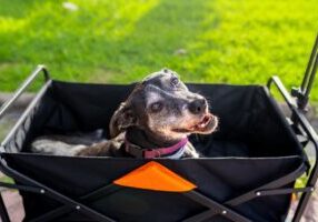 Big,Gray,Senior,Dog,Lying,Inside,A,Cart,At,Sunset