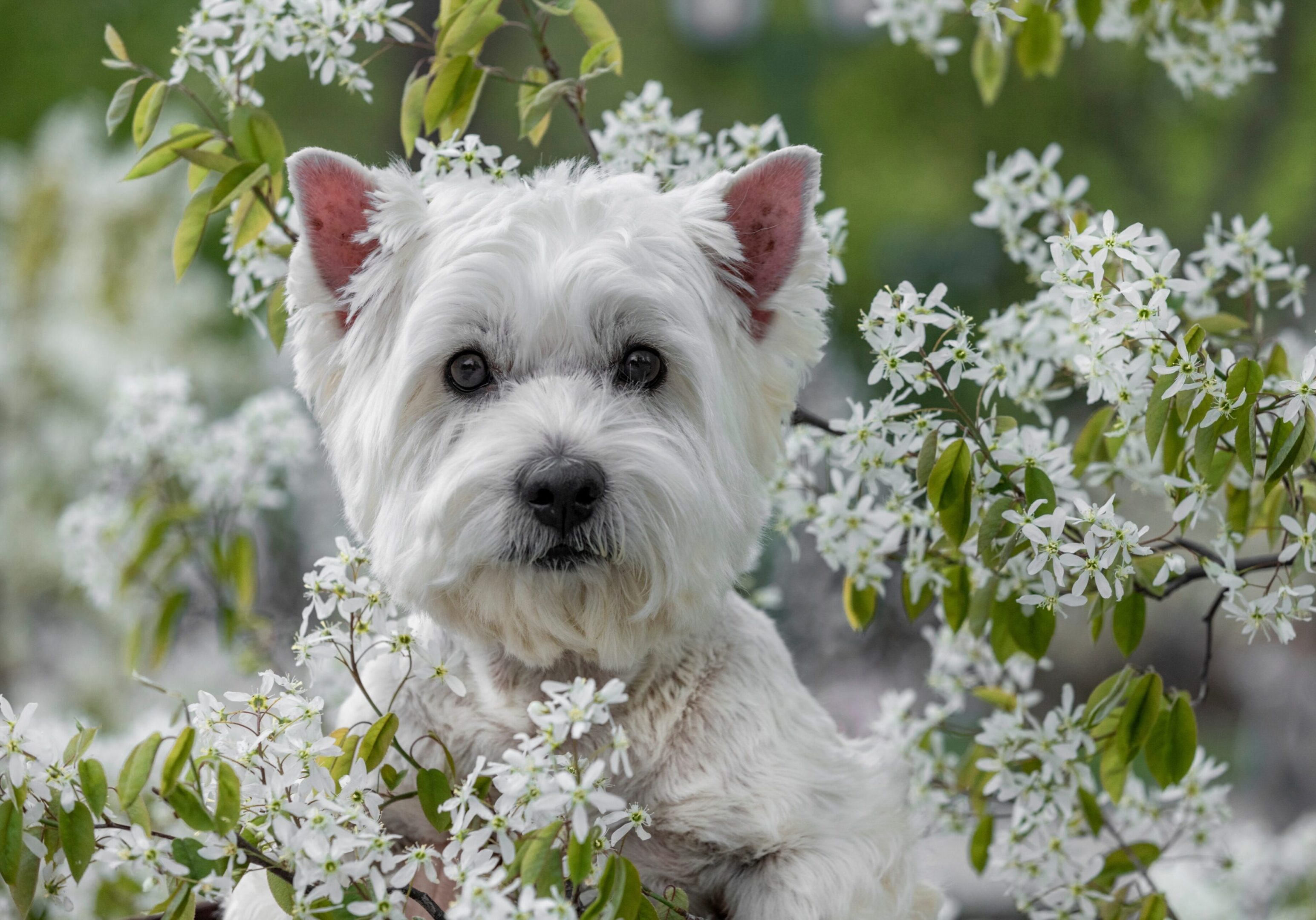 A detailed portrait of a white-coated West Highland White Terrier dog, framed by and peeking through white flowering branches with green leaves, against a blurred green forest background.