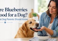 Happy golden retriever about to eat a few blueberries from a dog parent’s open palm.