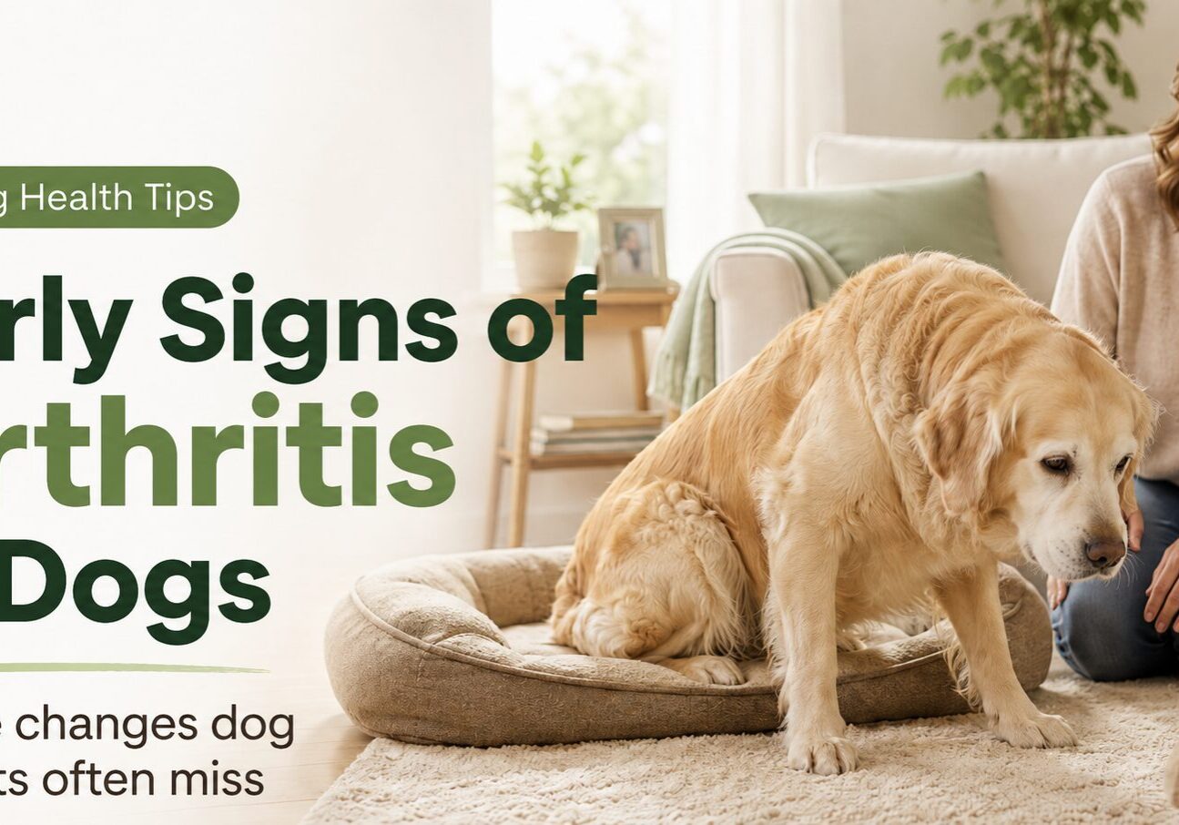 Arthritis in dogs shown by a senior dog slowly rising from rest while a caring dog parent watches for subtle mobility changes