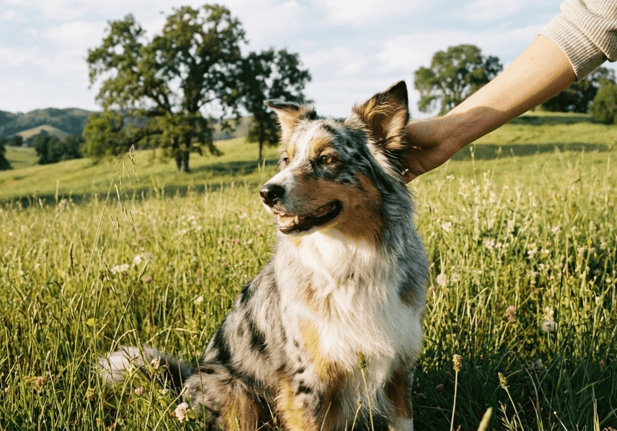 Australian Shepherd with sensitive skin and digestion in a field, illustrating hypoallergenic dog treats for dogs with food sensitivities