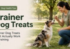 Dog trainer rewarding an attentive dog with tiny trainer dog treats during an outdoor training session in a park.